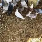 للبيع حمام مشكل انتاج شرط القريات الموقع