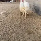 خرفان كفو للبيع