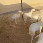 طليان 2 ورخال 6