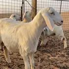 للبيع رخال حريات
