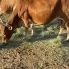 بقره كفو كفو كفو