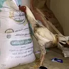 ديك باكستاني