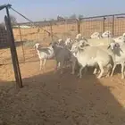 غنم حريه