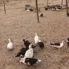 القنفدة القوز