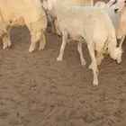 رخال مقاني صنف.
