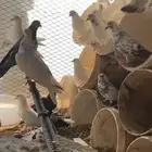 حمام مشكل بلدي مع فرنسي