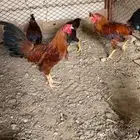 ديوكه عربي بلدي أصيل ظهر أحمر وصدر أسود