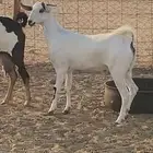 جفره بيشيه فاخره