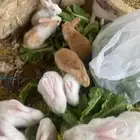 ارانب للبيع جمله او تفريد