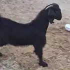 تيس عارضي لباني سمين ونظيف ذبيحة تلاجه