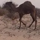 حاشي للبيع ع الحليب والبرسيم