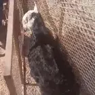 خرفان نجد من 4ال5 شهور