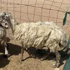 لبيع غنم العدد 9 فيهن وحده والد والباقي دفيع