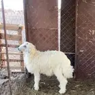 طلي فل شحم .تم البيع