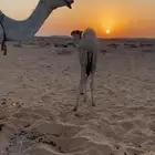 للبيع قعودين الموقع الشملي