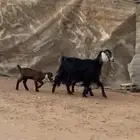 معزاء متابيع