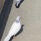 حمام للبيع باكستاني سيم 30  الحد قريب