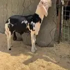 خروف نجدي