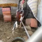 ديك سندي بيور