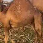قعدان لباني