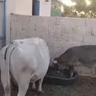 للبيع