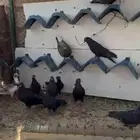 حمام لوت وقلابي