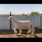 رخل 5 شهور عيسيه