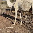 ضروبه وضحا على جميع الشروط