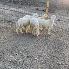 طليان ذبايح للبيع