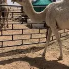 للبيع ناقة وضحاء رمانيه كفو