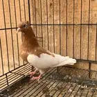 حمام ايراني