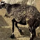 نعجه عربيه
