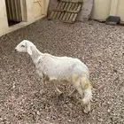 طلي كفو مغلق شحم