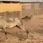 خيل فرس عمرها 3 سنوات