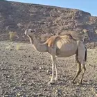 ناقة