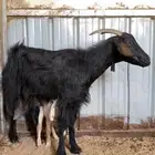 عنزين تحتها عناقين