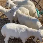 طليان