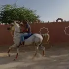 حصان واهو فاخر
