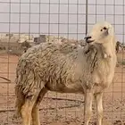 حريه مغلق شحم ضحيه