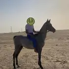 خيل