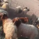 غم نعيمي