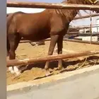 فرس شقراء لقحه لها خمس شهور سنها 8 سنوات طبعها طيب جدا