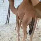 قعدان للبيع