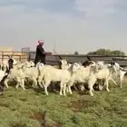 للبيع جفرات فاخره مقنوي تنصفط