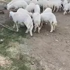 خرفان و رخال على الشرط