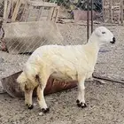 رخل فل الفل شحم وذيل مشالله تم البيع