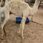 قعدان عددها 3 عمرها 6 شهور علي حليب وطيبيه