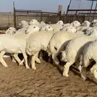 رخال حريات مقاني مراح طيبه
