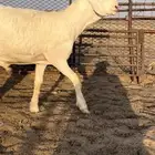 مشروع فحل حري