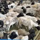 بربري وتيوس صوماليه كميات كبيرة جاهزه للمشتري الجاد
